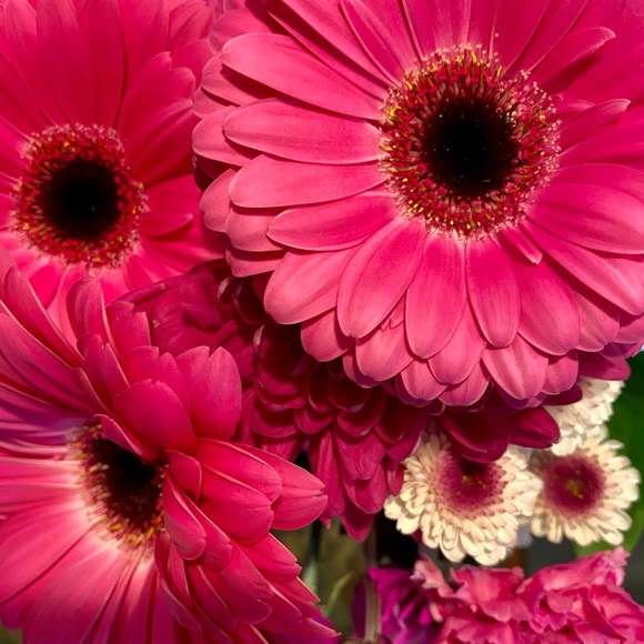 Meet your Posher, Emmie - Picture 12 of 14